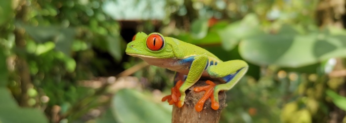 P3198625 Fauna Agalychnis callidryas - rana verde de ojos rojos
