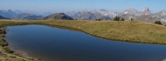 BE, Simmental, Hundsrügg, Erbetlaub, 1965 m
