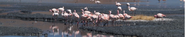 P9247091 Altiplano boliviano fauna Phoenicopterus jamesi Flamenco de James