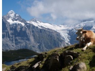 22426907 11 Wetterhorn Baerglistock Ob Grindelwaldgletscher iH Bachsee iV 3
