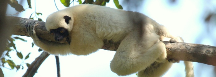 Fernweh Madagaskar - Titel Propithecus coquereli