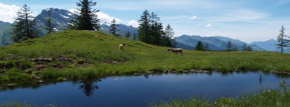 SZ, Bödmeren, Chalbertal, ca. 1600 m
